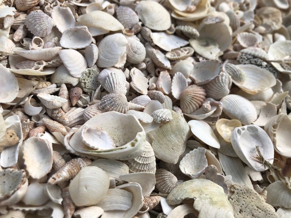 2 Cups Tiny Sea Shells: Natural Rhinoclavis Mini Shells - Etsy