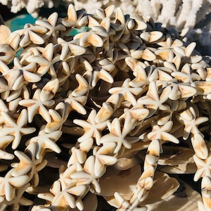Puede incluir: Primer plano de una hebra de cuentas de estrella de mar blancas y marrones. Las cuentas están dispuestas en un patrón de estrellas de mar y cuentas redondas alternas.