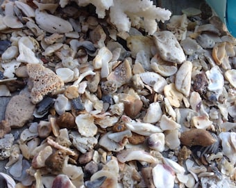 SUPPLIES: 2 CUP-Small Pieces of Sea Shells -Sand and Shells - Natural Shell. Crushed Seashells -Fairy Garden Accessories.{B4-56#00270}