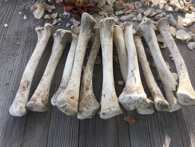 Supply 12 Chicken Bones /throwing Bones / Altar Decor /voo Etsy