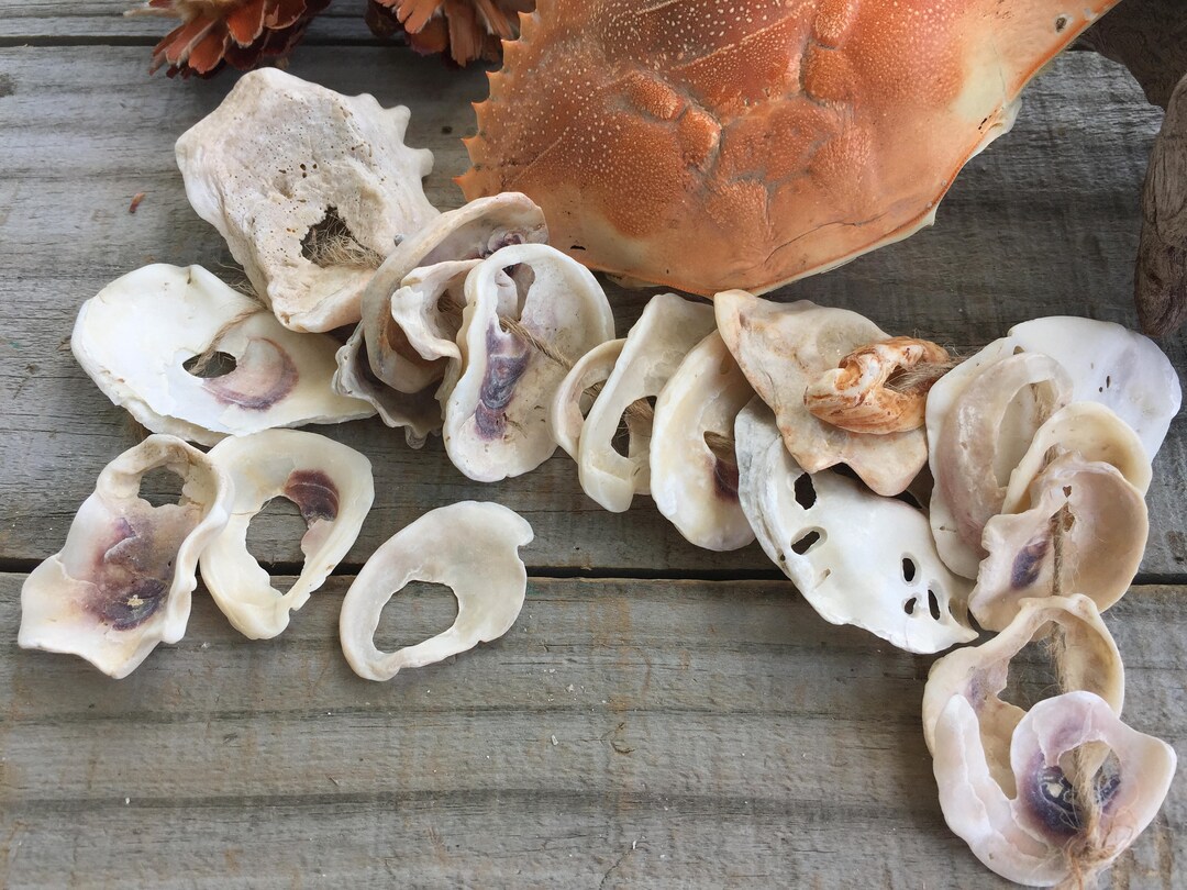 30 Holey Oyster Shells: Rustic Beach Decor, Craft Shells (15mm-40mm) - Etsy