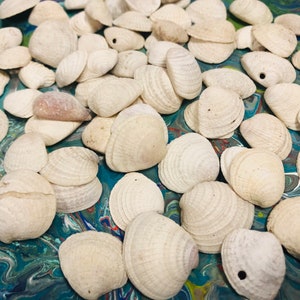 50PC Small Shells- Sea Shells  - Natural  Seashells -Fairy Garden Accessories- Mini Shells. {O6-1585#1985}