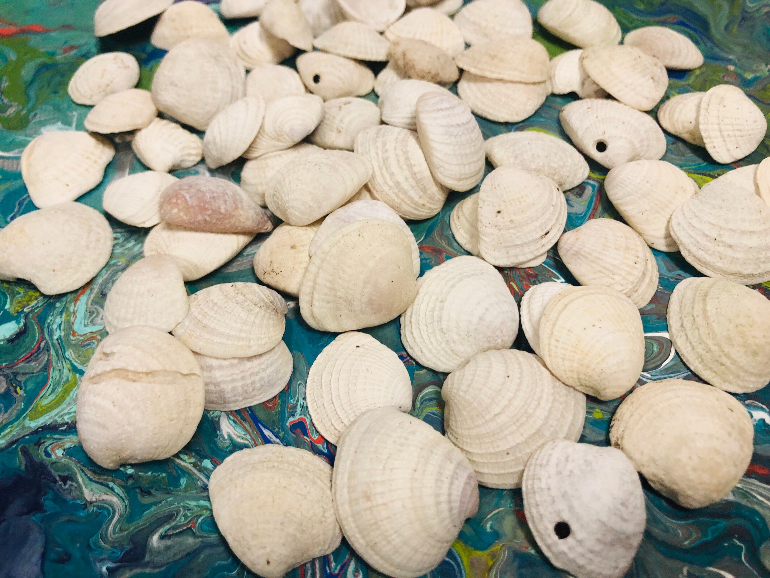 貝殻色々　小さな貝がら 小さな貝殻50個：天然貝殻、妖精の庭のアクセサリー（20 mm-25 mm