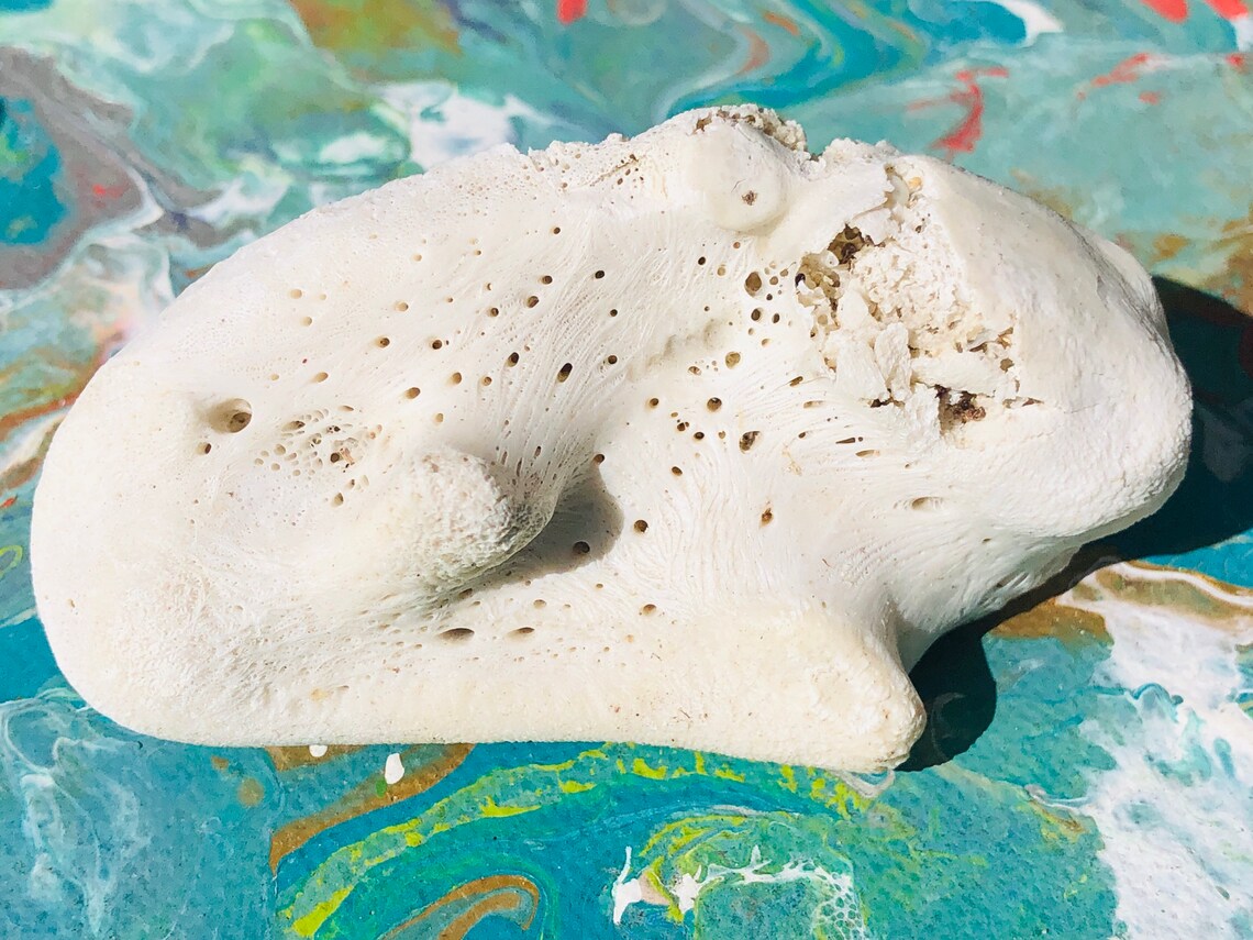 Black Drum Fish Jaw / Fish Bones Jaw / Tribal Décor / Natural Etsy