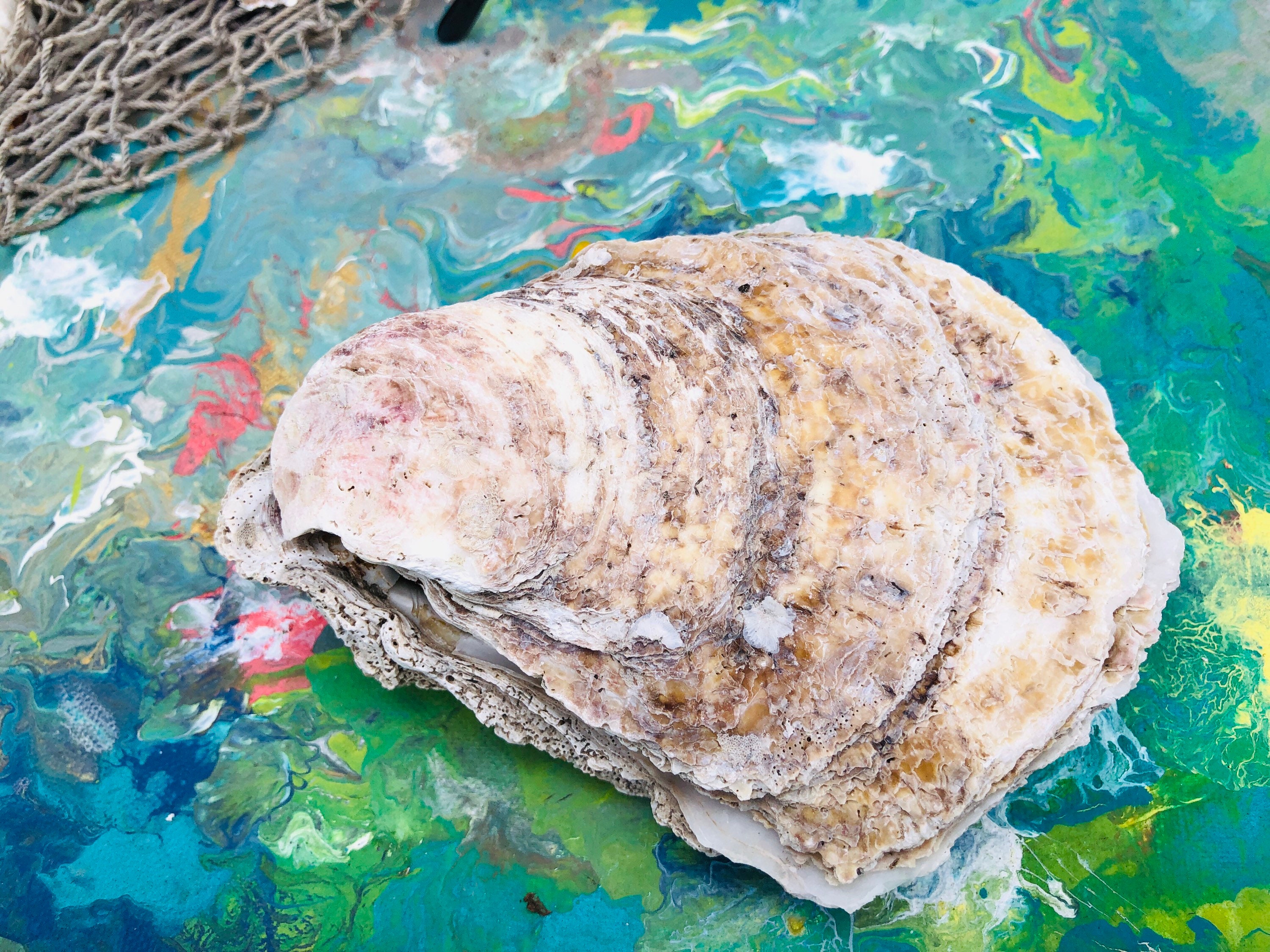 SUPPLY Huge Oyster Egg Shell with lid Shell Centerpiece Etsy