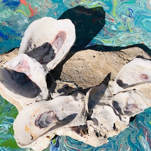 May include: A group of oyster shells arranged on a rock with a blue, green, and yellow marbled background.