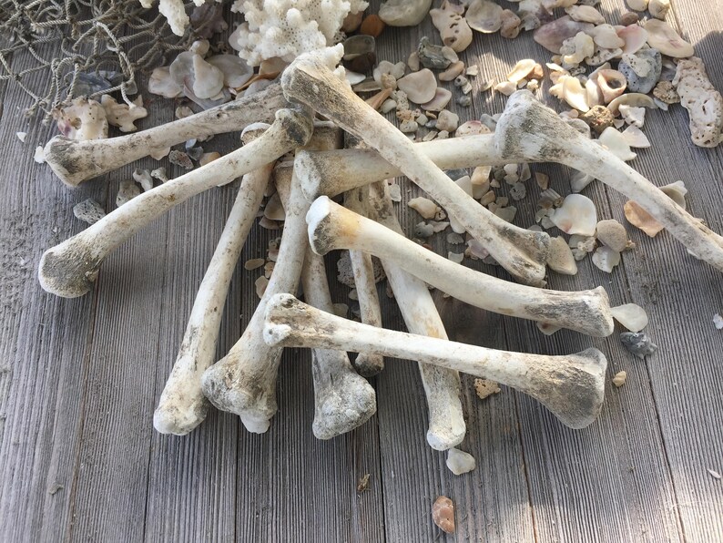 Supply 12 Chicken Bones /throwing Bones / Altar Decor /voo Etsy