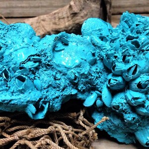 May include: A turquoise blue cluster of seashells, some with a rough texture, arranged in a natural, organic shape. The shells are clustered together, creating a unique and interesting piece of decor.