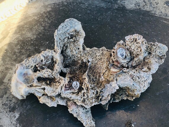 SUPPLY Cluster Oyster Shell Shell Centerpiece Natural Shell Rustic ...