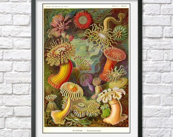 ERNST HAECKEL print poster sea life anemones vintage scientific illustration antique nature beach house decor coastal ocean wall art