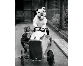 English Bulldog Print Cat and Dog Vintage Photo Poster