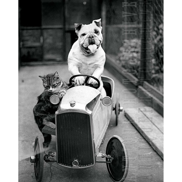 English bulldog print cat and dog vintage photo poster, black and white retro wall decor for child's kids room, cute unique funny pets gift
