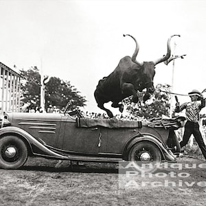 Vintage photo print rodeo cowboy bull jumping car western wall decor poster photograph longhorn steer lasso rope antique black and white art