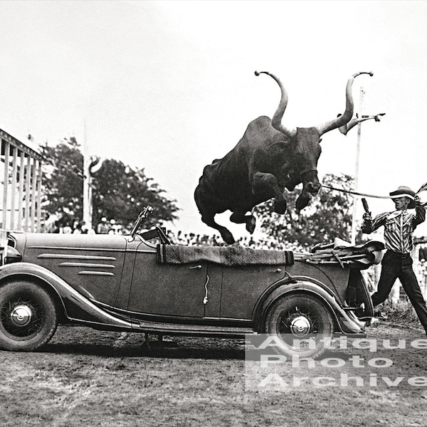 Vintage photo print rodeo cowboy bull jumping car western wall decor poster photograph longhorn steer lasso rope antique black and white art