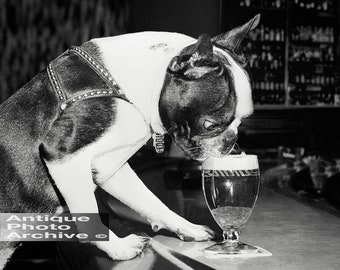 Boston terrier gift, art print. Vintage photo dog drinking beer. Black and white bar decor wall poster. Unique & funny gift for beer lover.