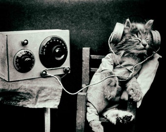 Kitten cat vintage photo print poster gift cat lover decor owner music audiophile radio headphones anthropomorphic for her him cool retro