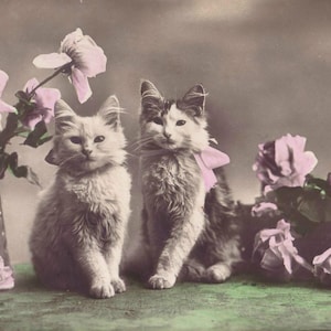 Cat print art vintage photo poster kittens gift cat lover antique girls room wall decor nursery cute adorable pets colorized colourized lady