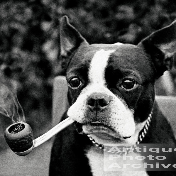 Boston terrier print wall art vintage photo poster, owner gift black and white dog decor unique poster, smoking pipe anthropomorphic unusual