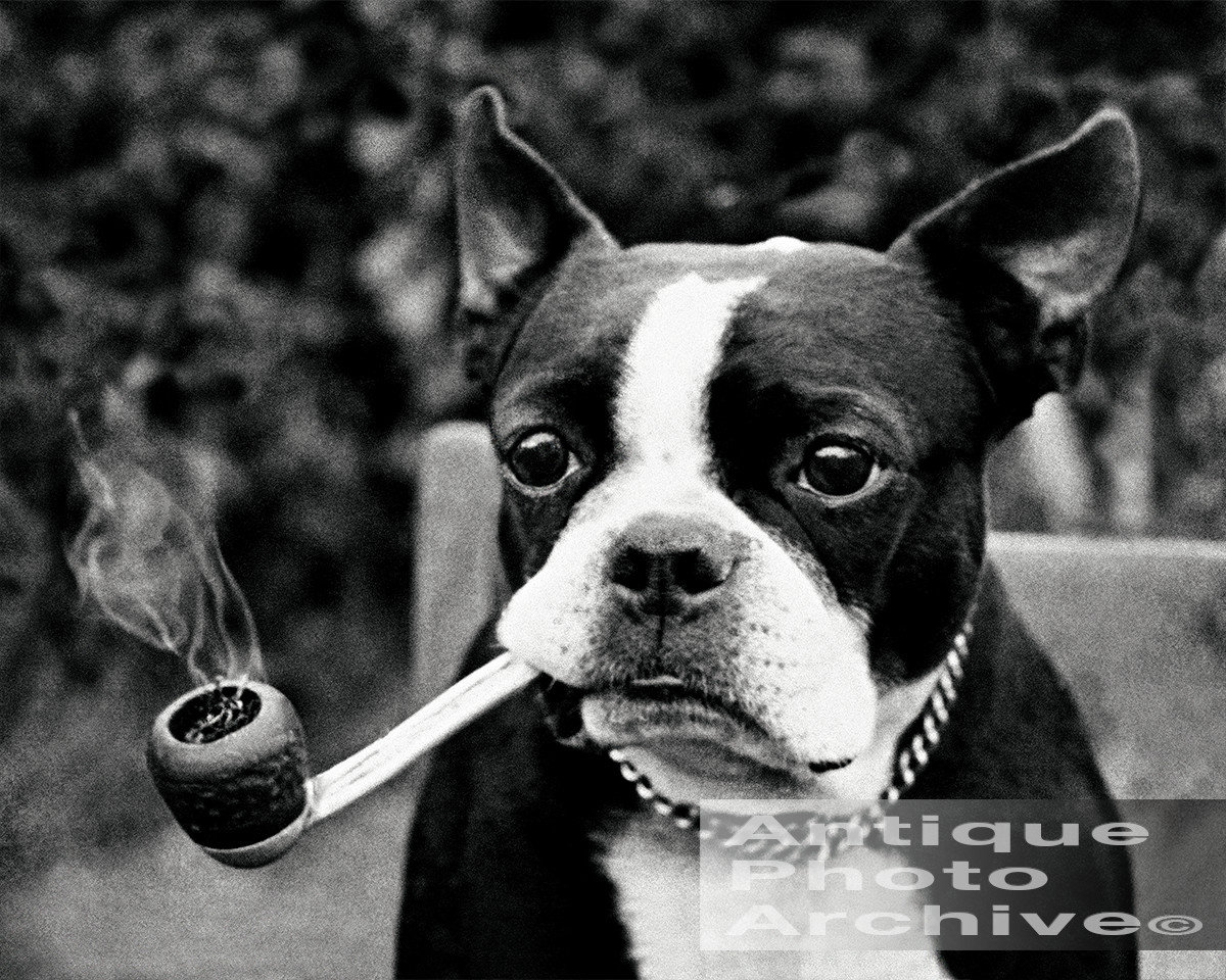 Society6 ケース Boston Terrier by Anne Was Here Custom Boston Terrier Tattoo Greeting Card - Etsy