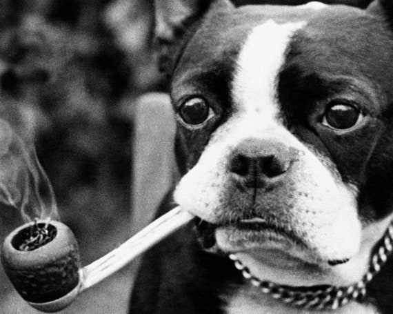 Boston terrier top gifts for owners