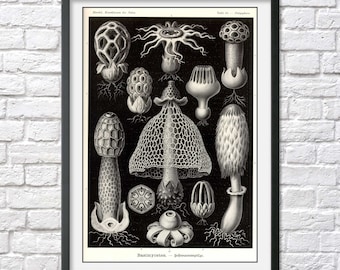 ERNST HAECKEL art print poster mushroom art vintage scientific illustration nature botanical natural history black and white wall decor