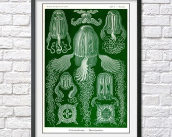 Ernst Haeckel print poster vintage scientific illustration jellyfish art nautical natural history beach house decor wall antique nature sea