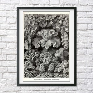 Ernst Haeckel art poster beach house wall decor ocean coastal sea life natural history nautical vintage illustration black and white coral