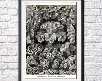 Ernst Haeckel art poster beach house wall decor ocean coastal sea life natural history nautical vintage illustration black and white coral