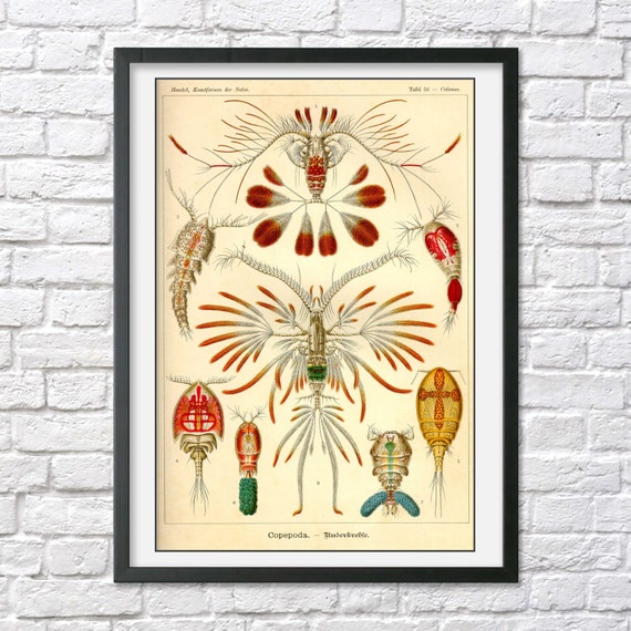 Ernst Haeckel print poster vintage scientific illustration natural history beach house decor wall art sea life nature crustacean crab shrimp