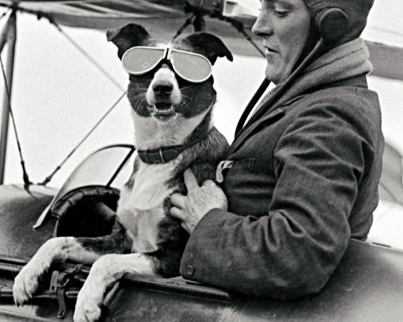 dog with pilot goggles