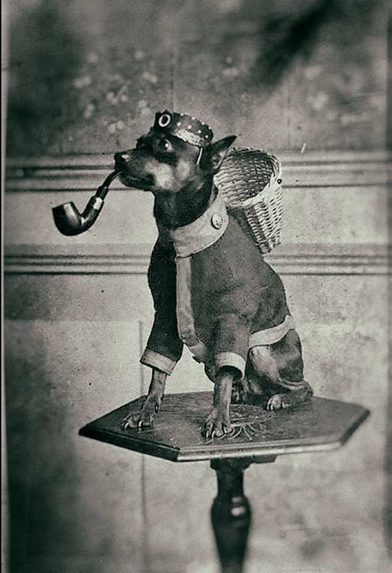chihuahua with cigarette Vintage photo dog Chihuahua gift art black and white photography print  smoking pipe gift smoker anthropomorphic weird unusual strange unique