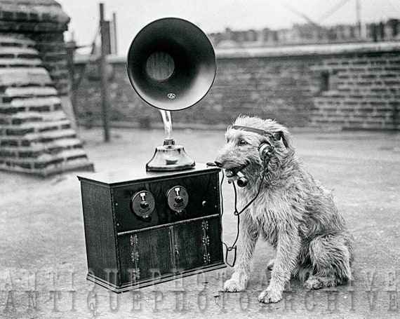 ミュージシャン English Dogs vintage G.B.H discharge Dog Decor Wall Art Print Vintage Photograph Good Boi in Headphones