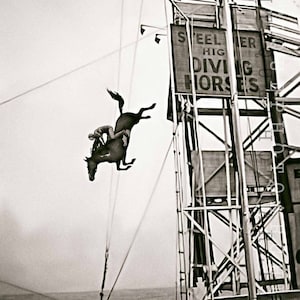 Diving horses vintage photo print art poster antique boardwalk wall decor gift unusual strange weird black and white 1930s