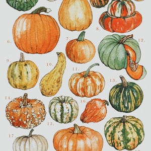 Può includere: Un'illustrazione di 19 diversi tipi di zucche e zucchine, etichettate con i loro nomi. Le zucche e le zucchine sono dipinte ad acquerello e hanno una varietà di colori, tra cui arancione, verde, giallo e bianco.
