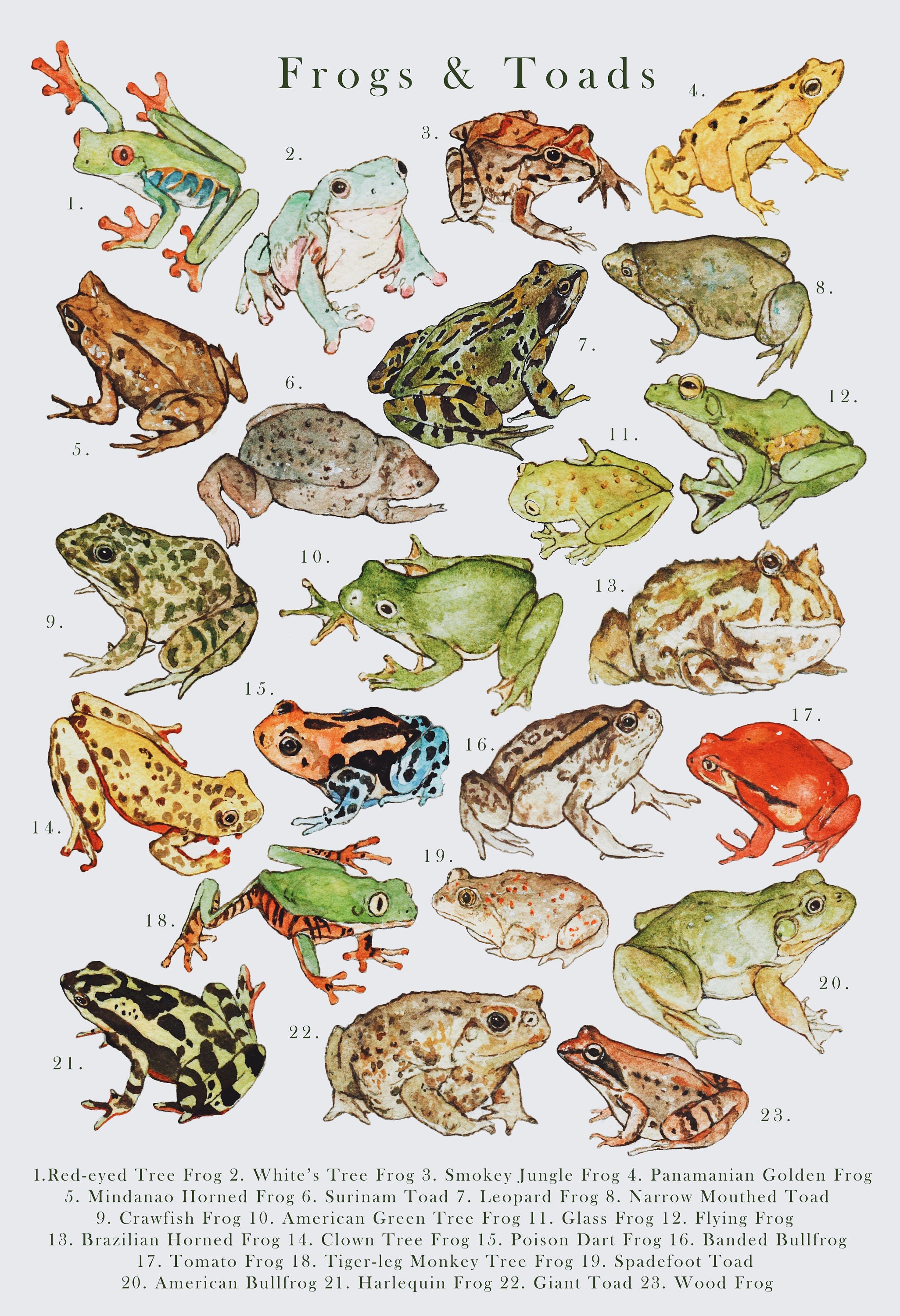 Frogs & Toads Illustration Print - Etsy