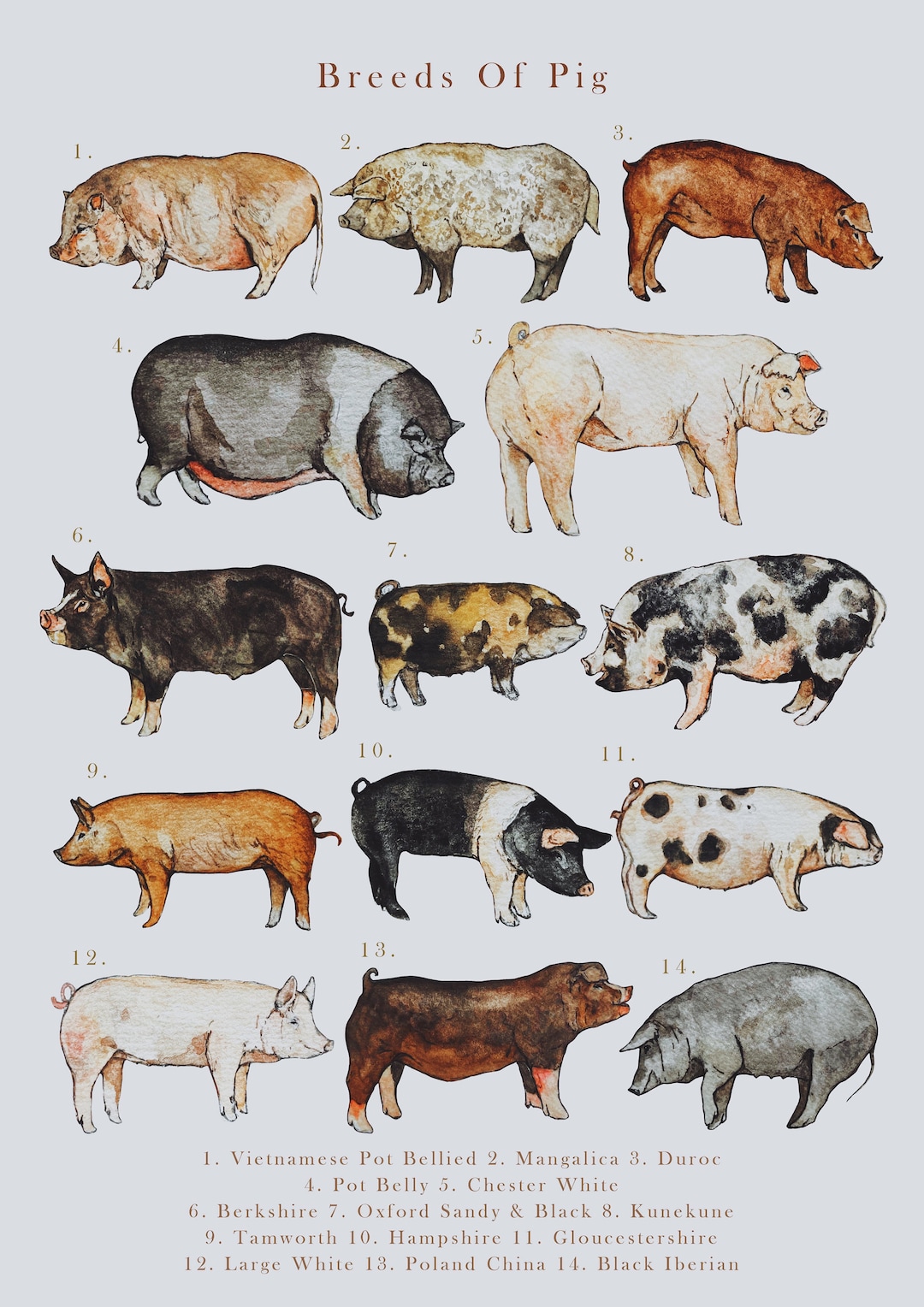 Breeds Of Pig Illustration Print Etsy