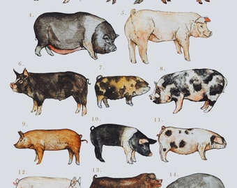 Breeds of Pig Illustration Print