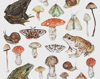 Frogs & Toads A5 Illustration Print
