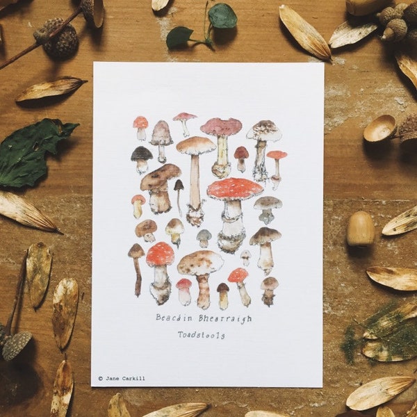 Woodland Series: Irish Toadstools A6 Illustration Print