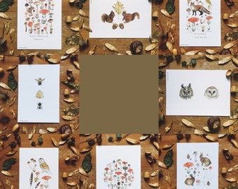 Woodland Series A6 Illustration Print Pack