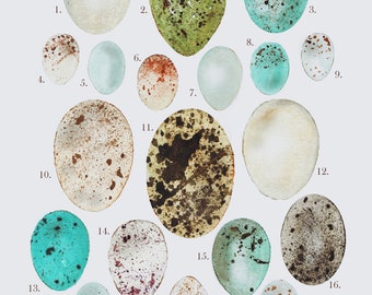 Bird’s Eggs Illustration Print