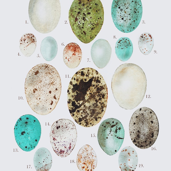 Bird’s Eggs Illustration Print