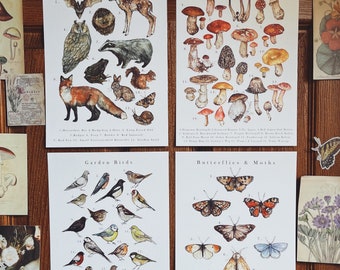 Floral Fauna & Fungi A4 Illustration Print Pack