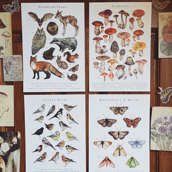 Floral Fauna & Fungi A4 Illustration Print Pack