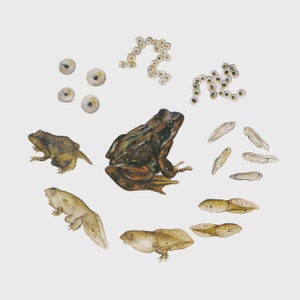 Der Lebenszyklus des Froschs Illustration Print
