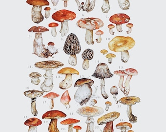 Toadstools Illustration Print