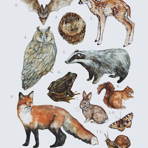 Waldfauna A4 Illustration Print