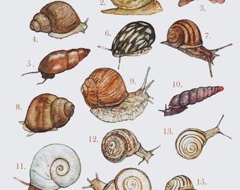 Snails Illustration Print