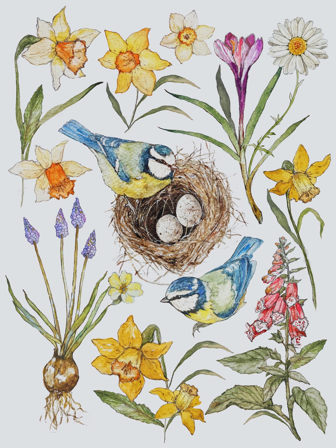 Nesting Bluetits Illustration Print - Etsy