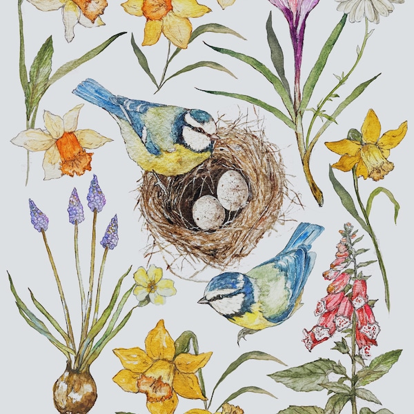 Nesting Bluetits Illustration Print